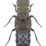 Ontholestes murinus