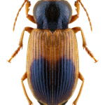 Diachromus germanus