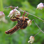 Polyphonius laevigatus