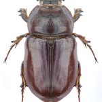 Oryctes nasicornis