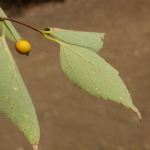 Celtis glabrata