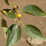 Celtis glabrata