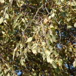 Celtis glabrata