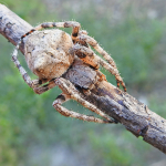 Araneus angulatus