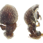 Ozyptila scabricula