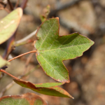 Acer ibericum