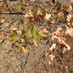 Acer ibericum