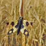 Libelloides macaronius