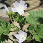 Malva neglecta