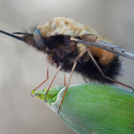 Bombylius discolor