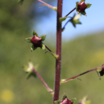 Verbascum phoeniceum