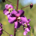 Verbascum phoeniceum