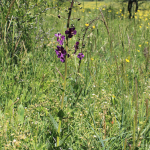 Verbascum phoeniceum