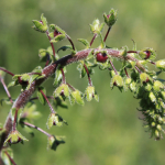 Verbascum phoeniceum