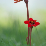 Diphelypaea coccinea