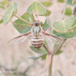 Trichopsidea costata