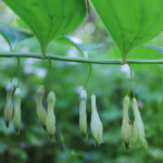 Polygonatum orientale