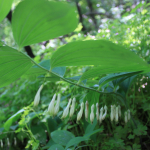 Polygonatum orientale