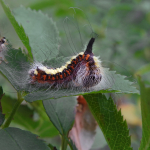 Acronicta psi