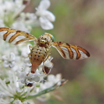 Orellia stictica