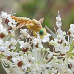 Orellia stictica