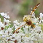 Orellia stictica