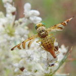 Orellia stictica