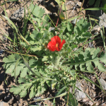 Glaucium corniculatum