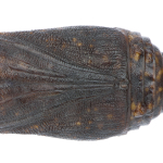 Apochima flabellaria