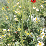 Glaucium corniculatum