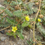 Tribulus terrestis