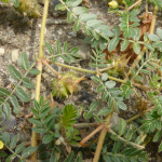 Tribulus terrestis