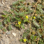 Tribulus terrestis