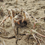 Lycosa singoriensis