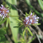 Asperula orientalis