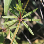 Asperula orientalis