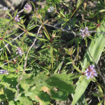 Asperula orientalis