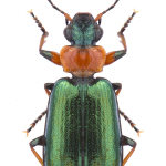 Lebia cyanocephala