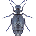 Meloe proscarabaeus