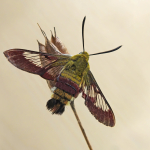 Hemaris fuciformis