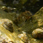 Coryphoblennius galerita