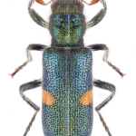 Trichodes quadriguttatus