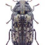 Xestobium subincanum