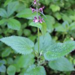 Stachys sylvatica