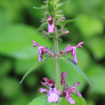 Stachys sylvatica