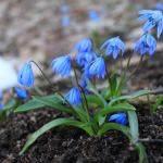 Scilla siberica