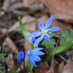 Scilla siberica