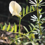 Vicia grandiflora