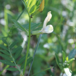 Vicia grandiflora