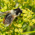 Therioplectes tricolor